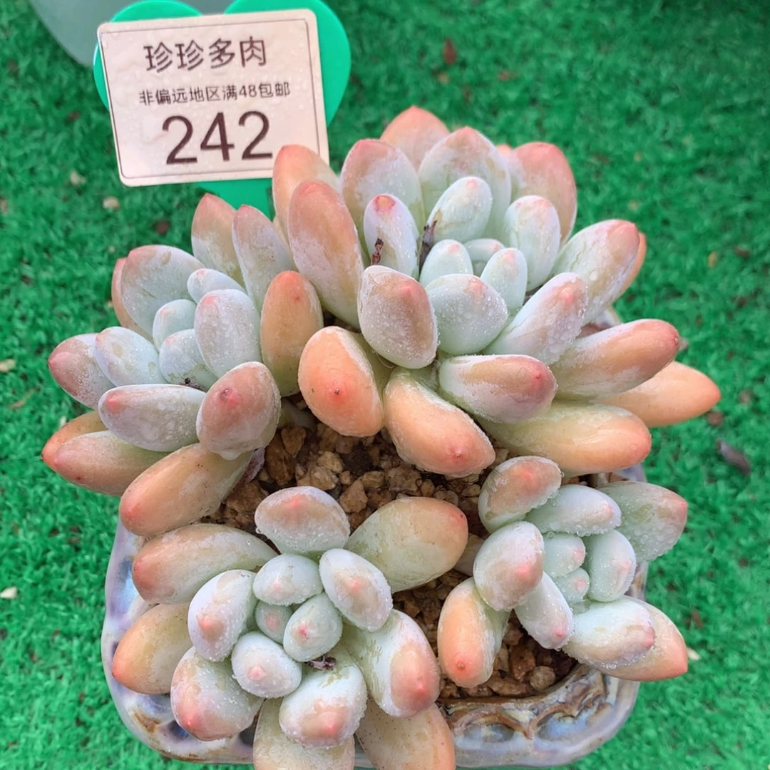 韩版香水老桩无砍平头242