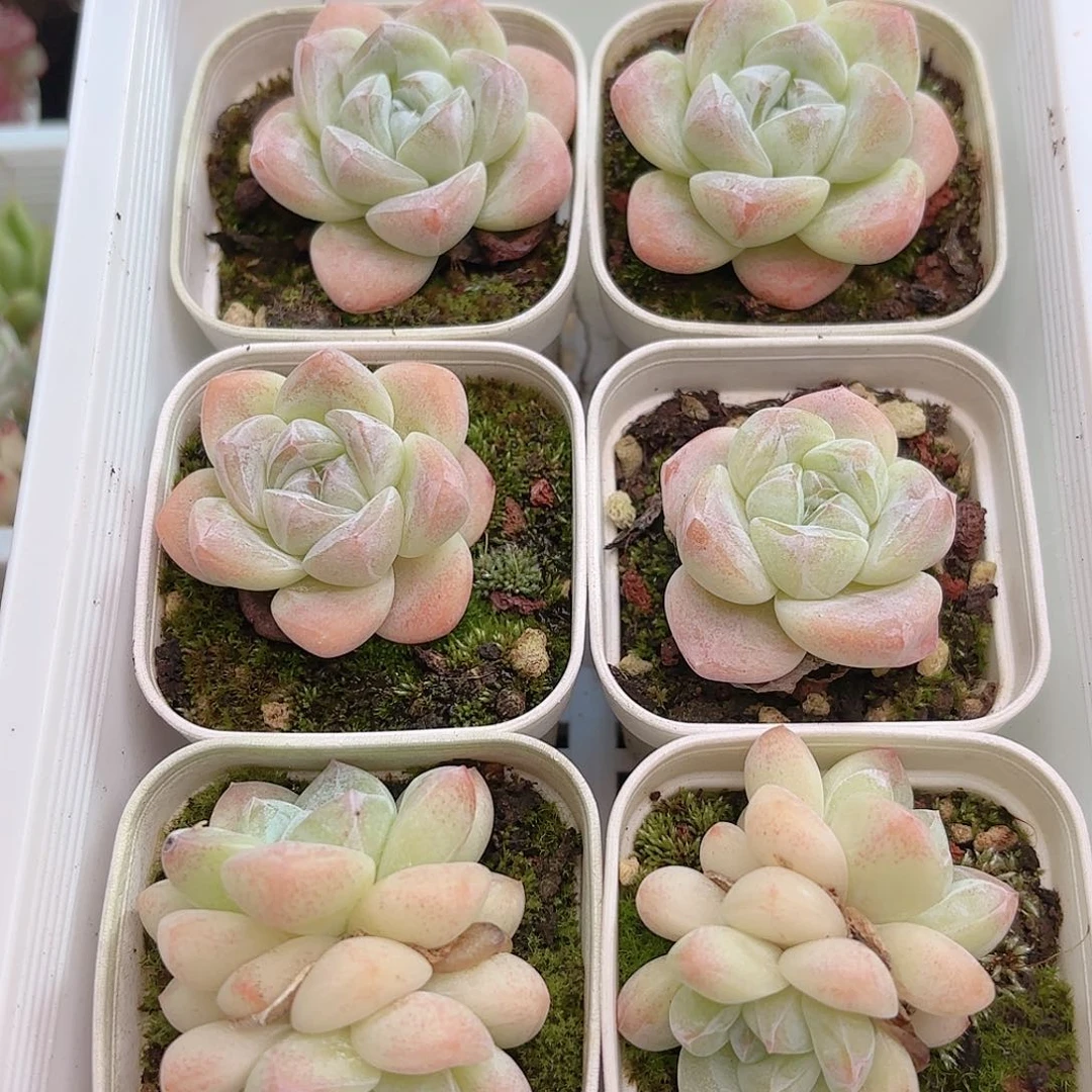 如图品质冰玉6颗 新疆西藏内蒙不发货