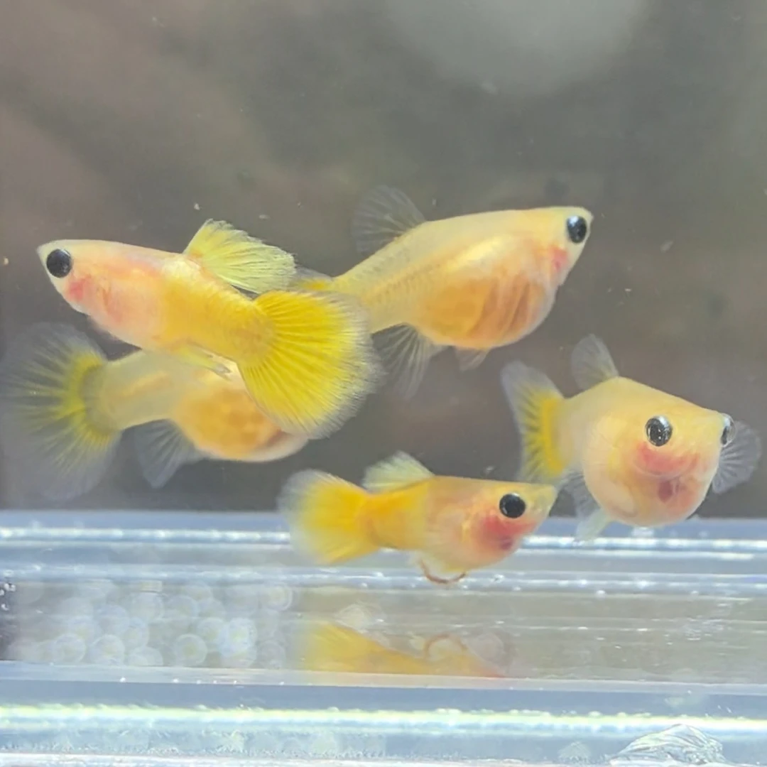 越南原线进口黄金玻璃猫球体，短体