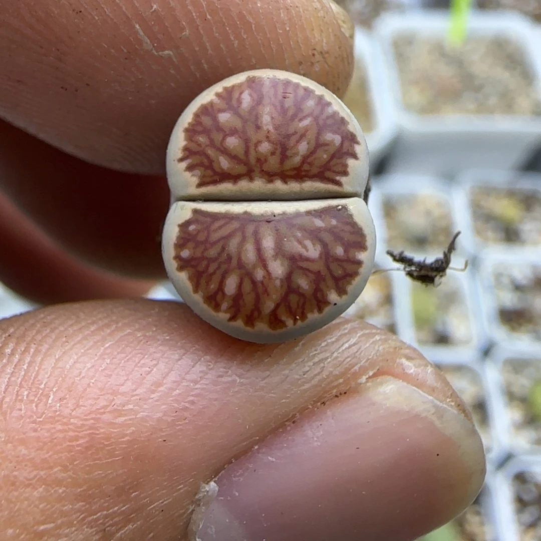 615 生石花大棚直播