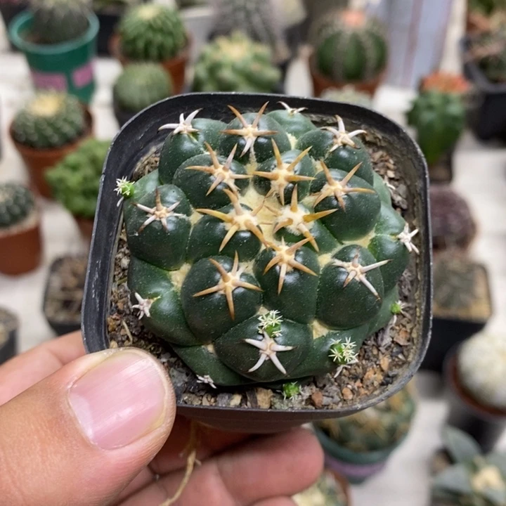 实生豪刺象牙特价福利