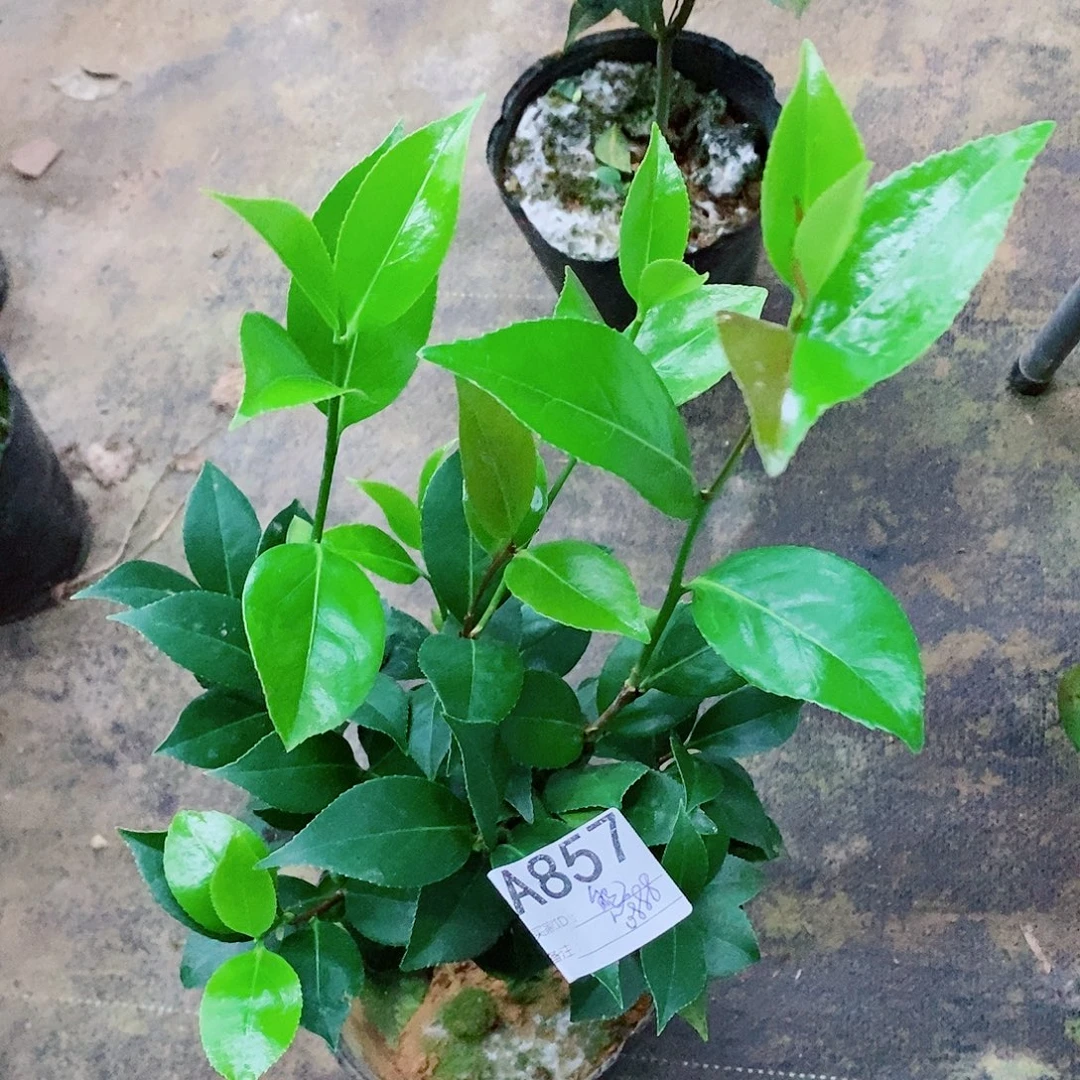 无花朵茶花盆栽857