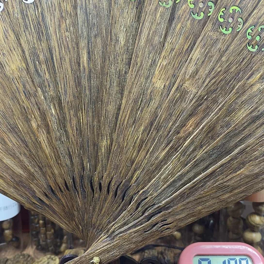 阿*芽庄大扇子花咯哦哦么