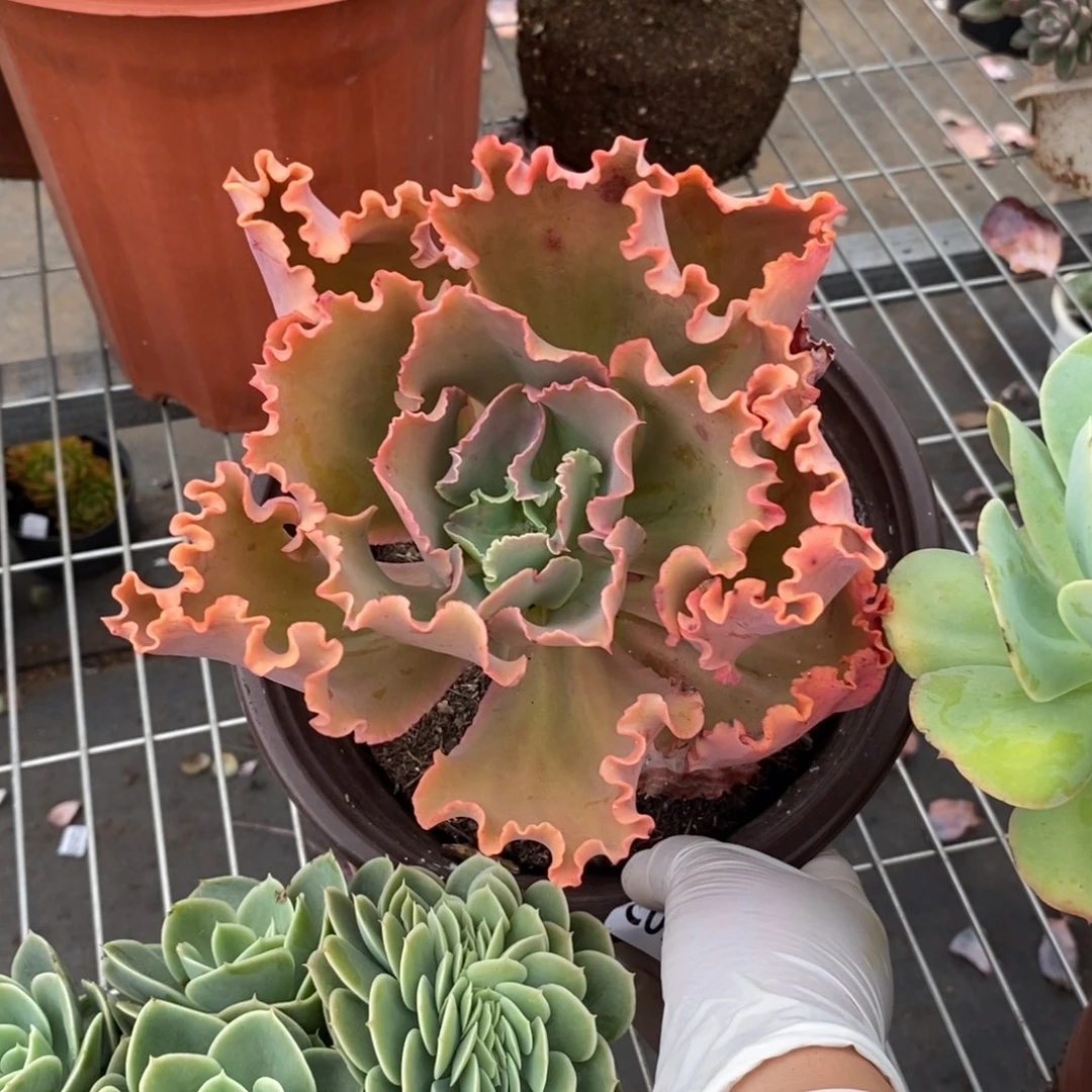 5881包菜一物一拍