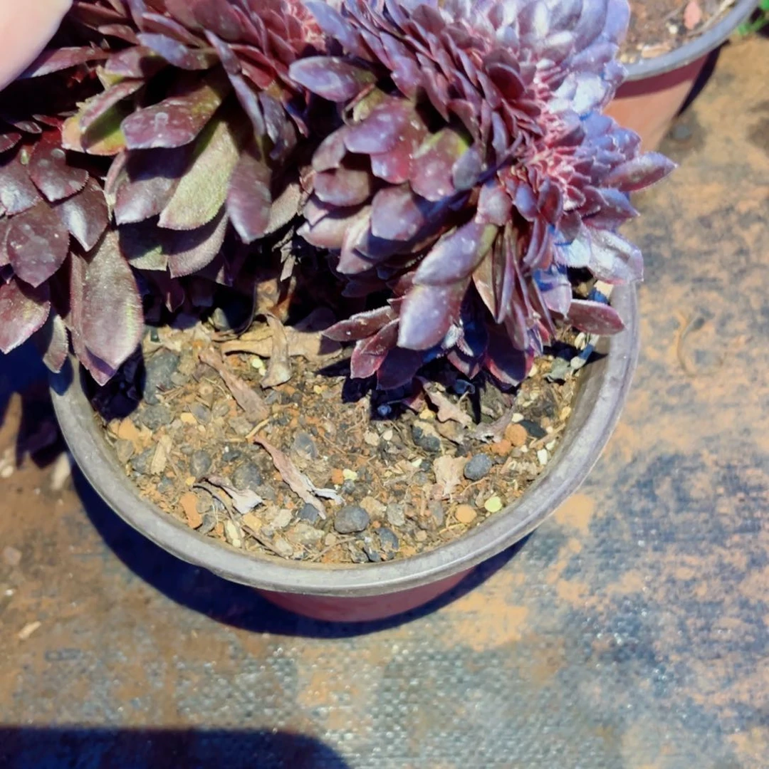 我1510 号多肉法师新年特价