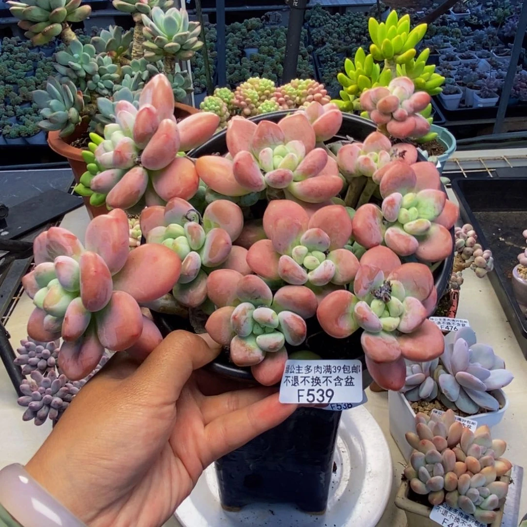 539樱花洛神多肉18c m