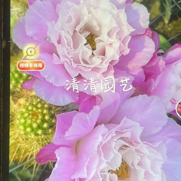清清3-514侧牙瑕疵黑点