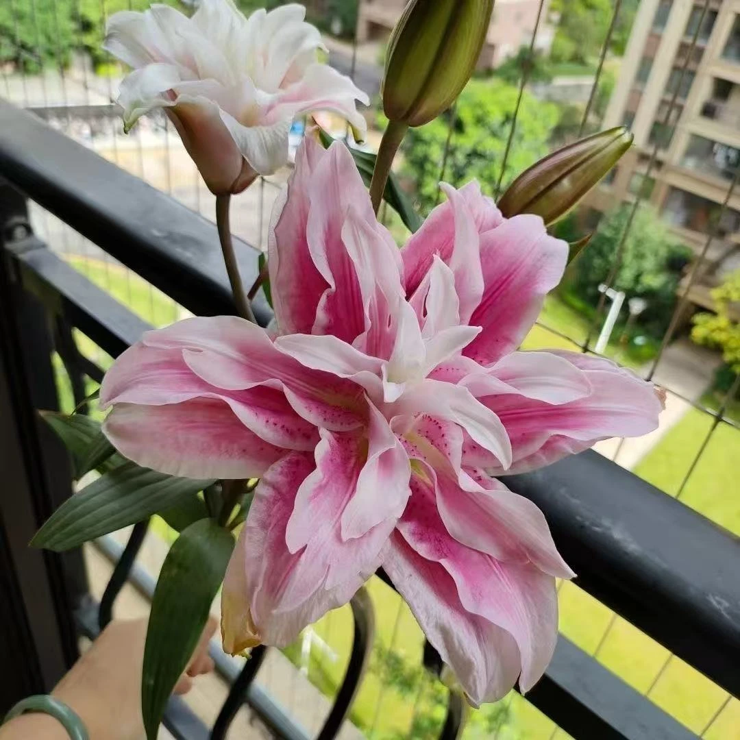重瓣香水百合花种球花苗易活盆栽植物耐寒四季开花种籽子伊莎贝拉