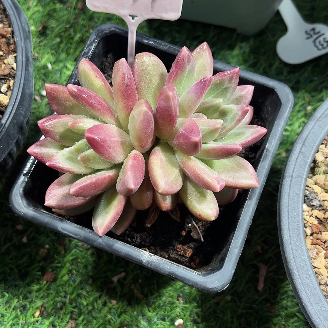 迷雾泡泡241号多肉植物