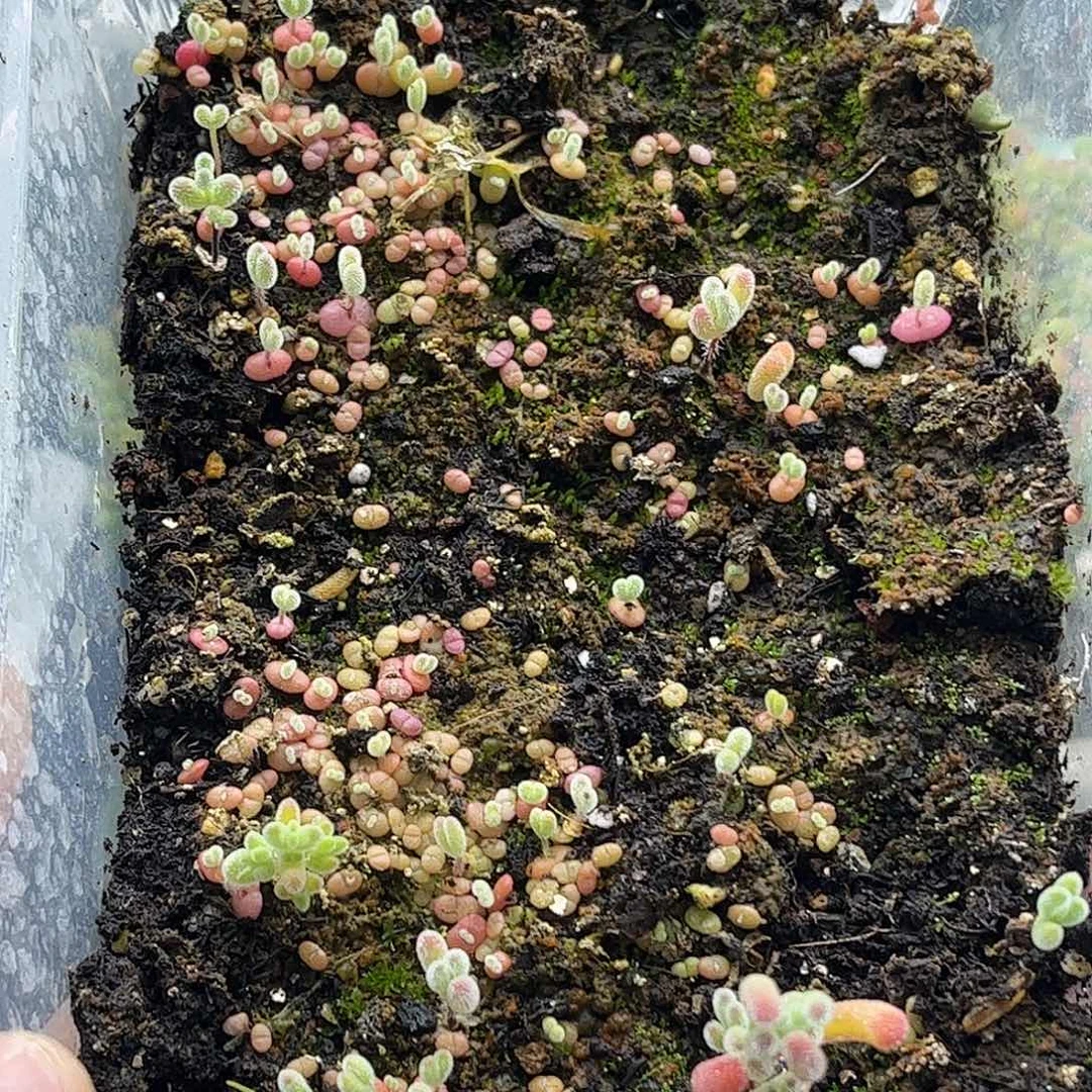 ****宝混播切糕优选枝干