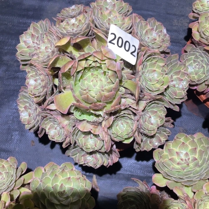 壮***妈半夏2002号多肉植物