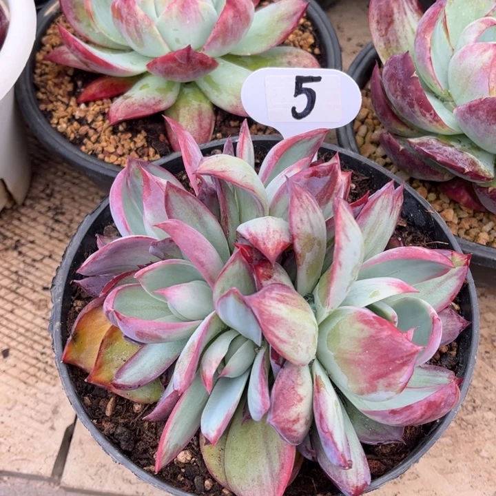 惊鸿仙子一物一拍