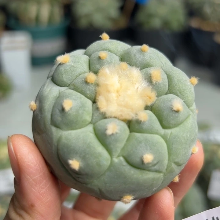 338 无根 仙人球是一个