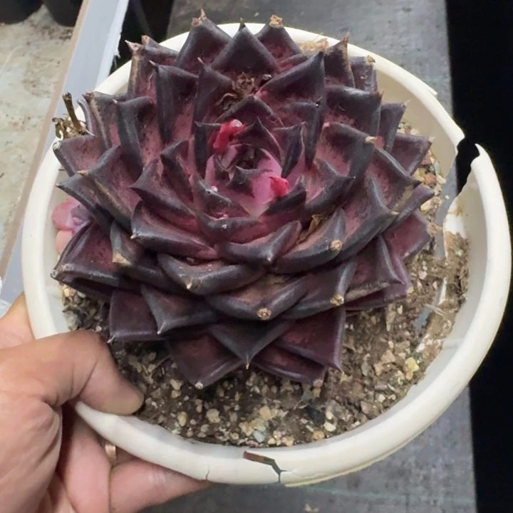 血罗 单头 一物一拍