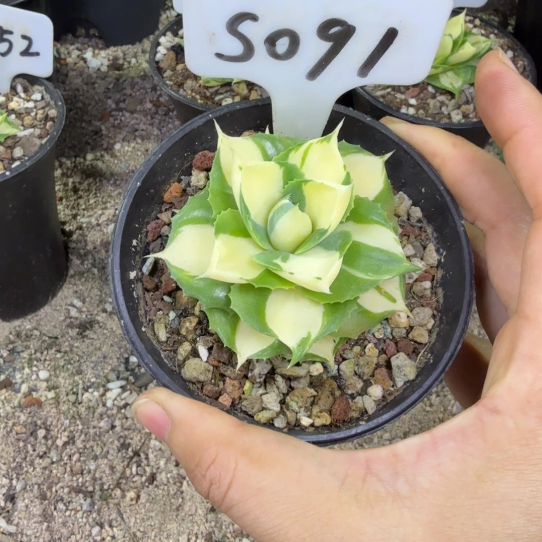 用***6福利黄中班一颗脱土发