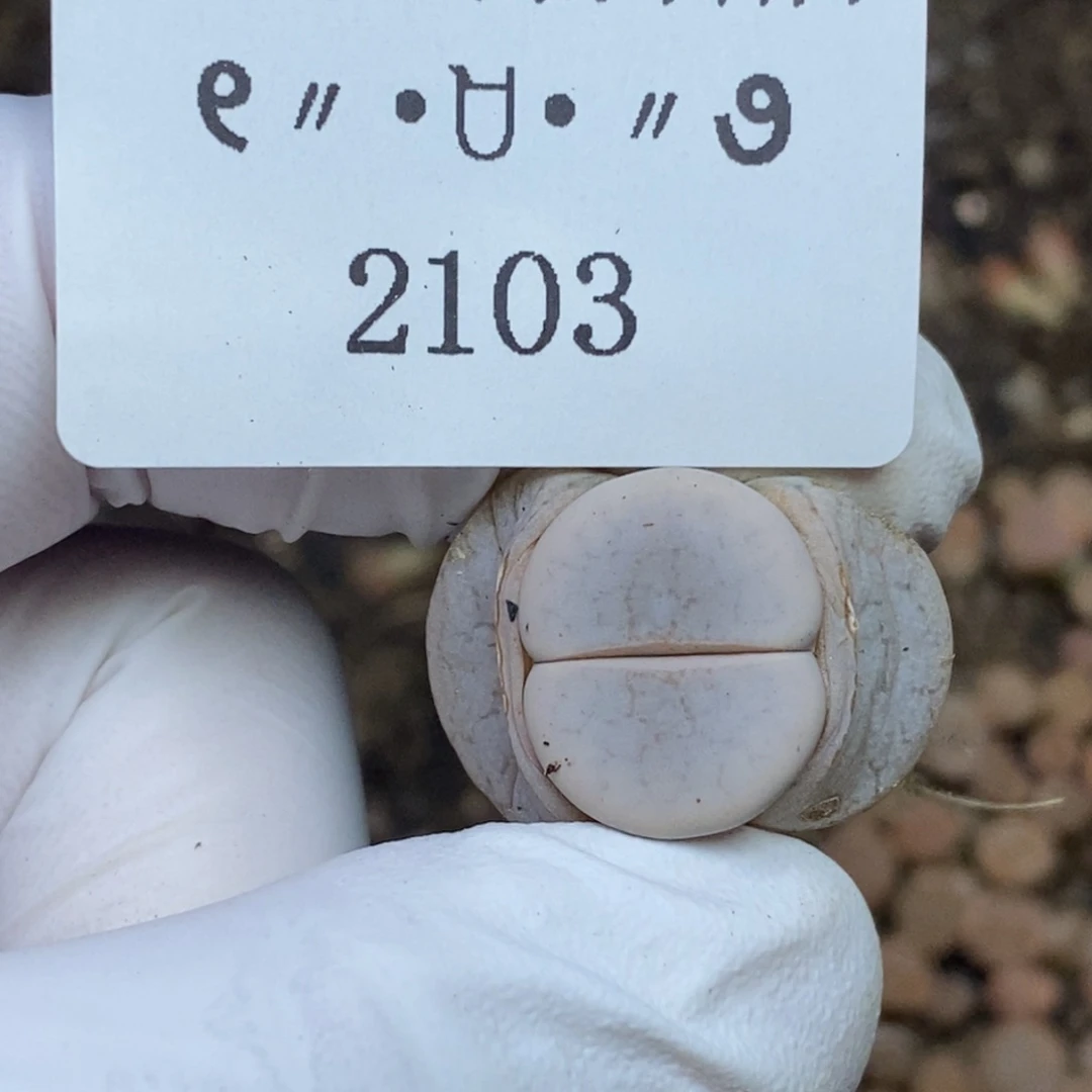 y****i2103。零下拍保温.18包邮.当天凑哦