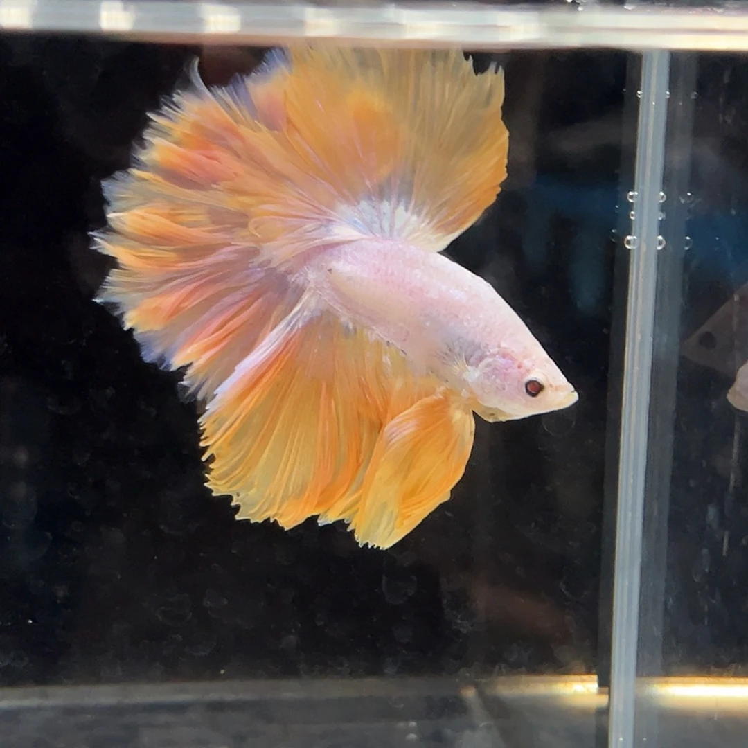 斗鱼29号性比价超高的鲜明黄