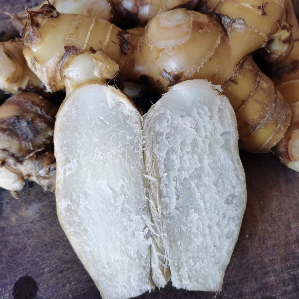 新鲜现挖食用粗粮蕉芋野生红叶生鲜蕉芋儿现挖芭蕉芋无品牌