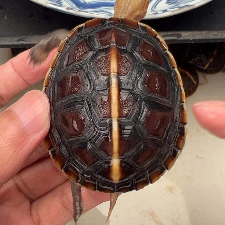 母绿毛龟呵*啦啦了我