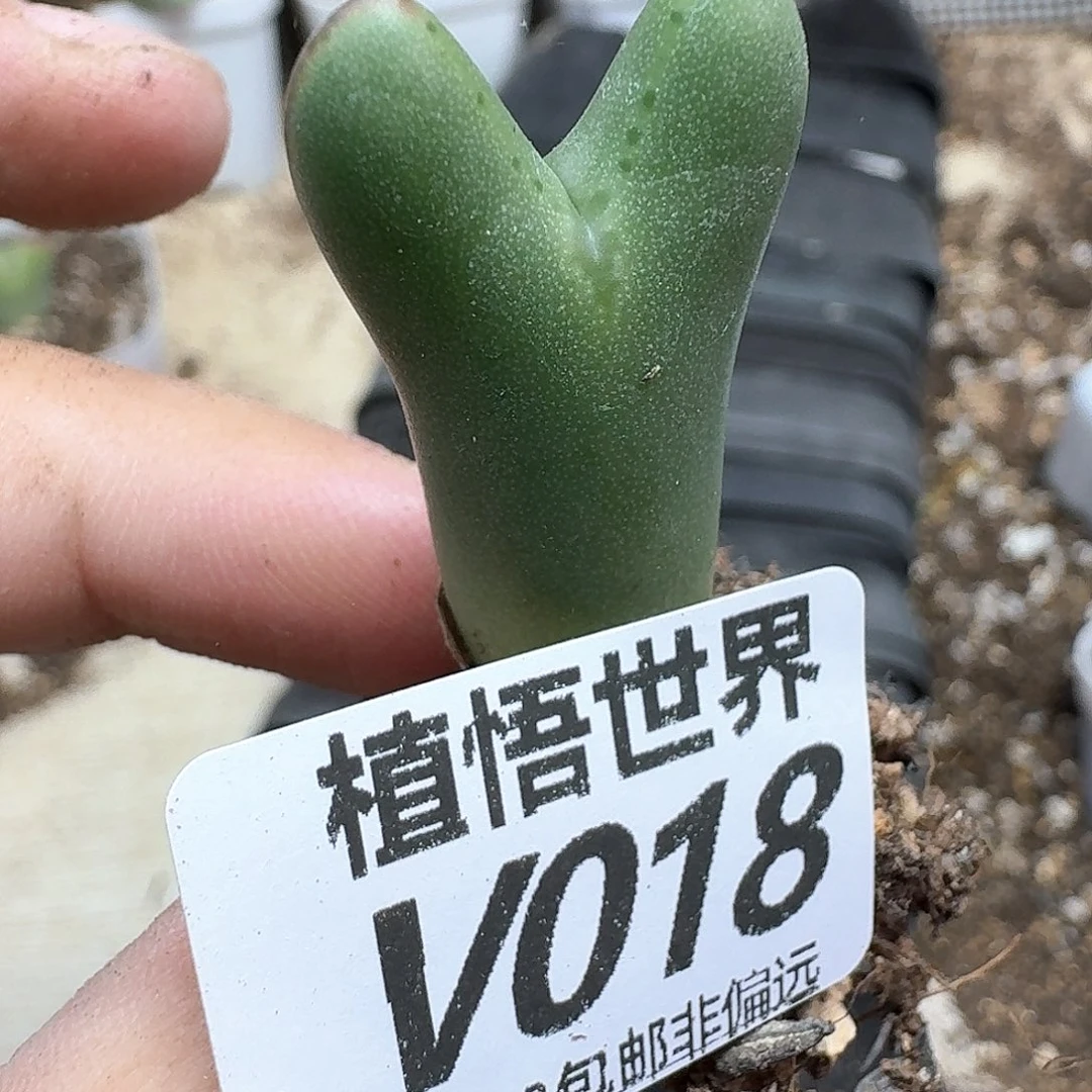 多肉植物的润泽rgb