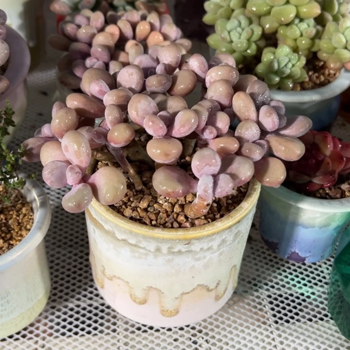 新疆包邮 桃蛋带盆