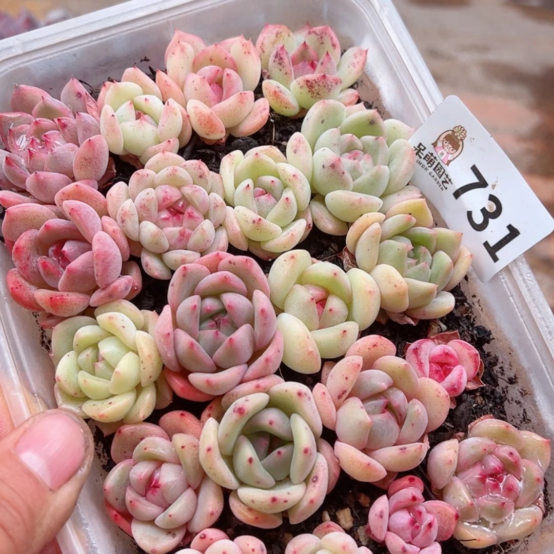 多肉植物多肉植物