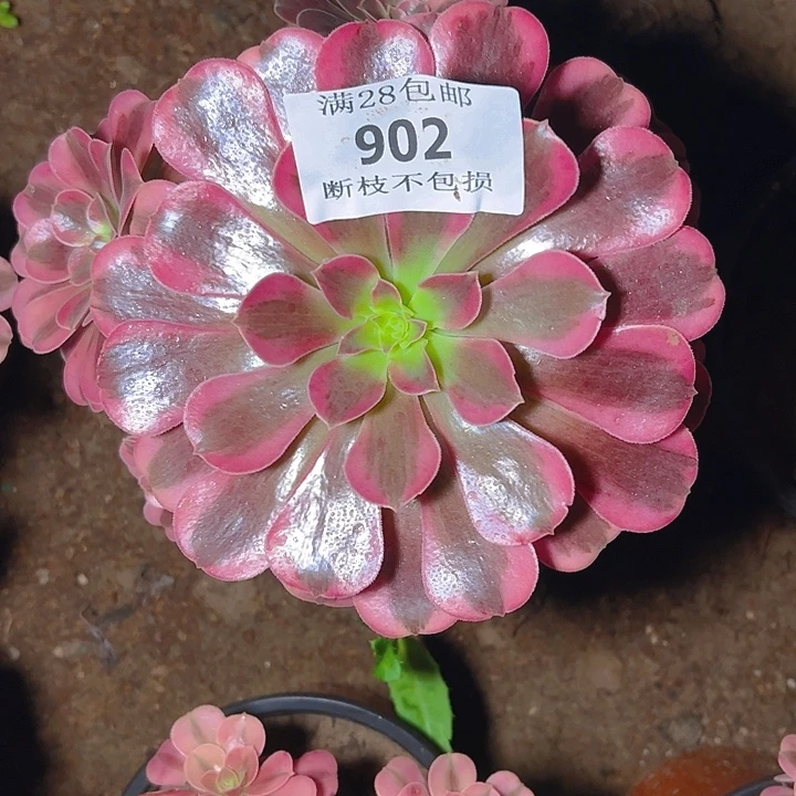 902妖庄美杜莎多肉植物
