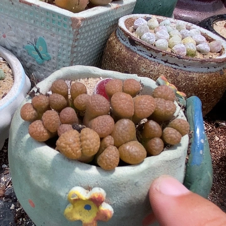 9511双头超级蛋糕风铃一颗