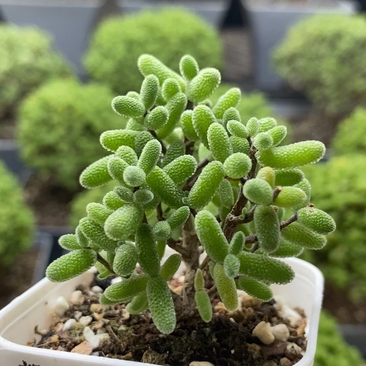 密叶糖球7929枝干番杏