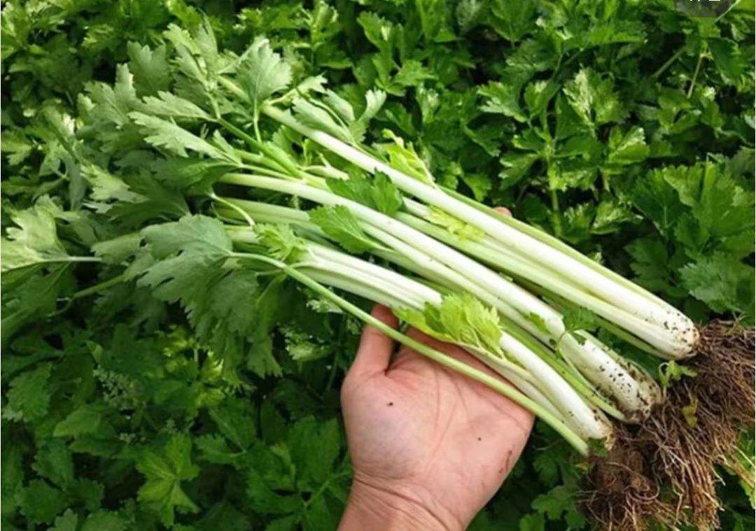 农村种植天然白青混装芹菜