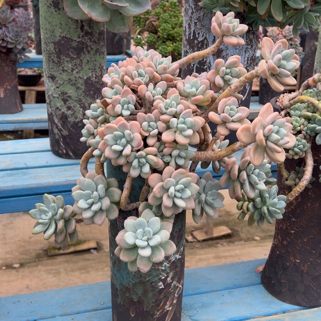 露养老桩脱土裸根香水洛神