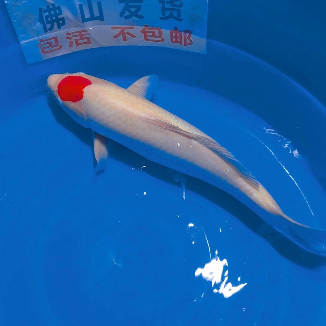 锦鲤板井紫雨单顶锦鲤