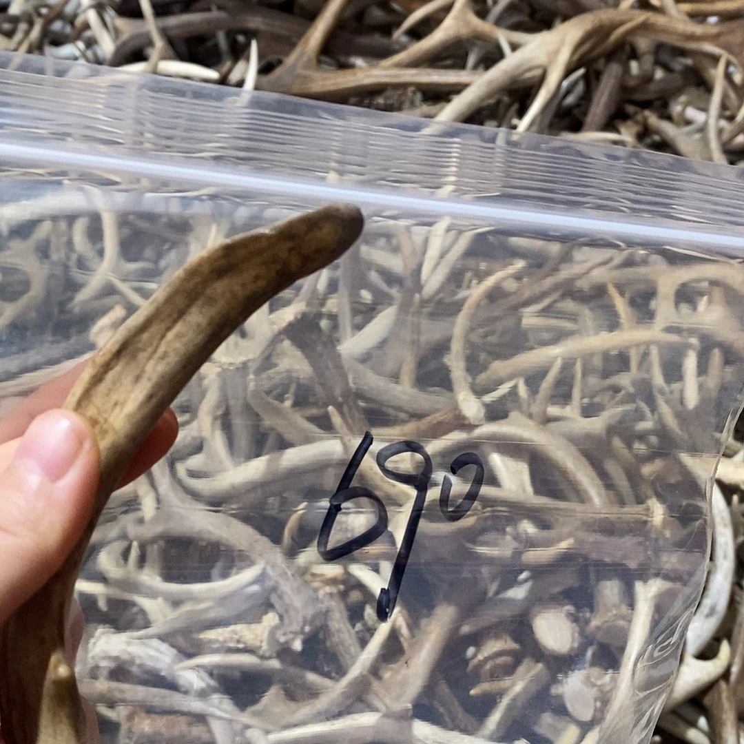 海***金非金属鹿角鹿角鹿角