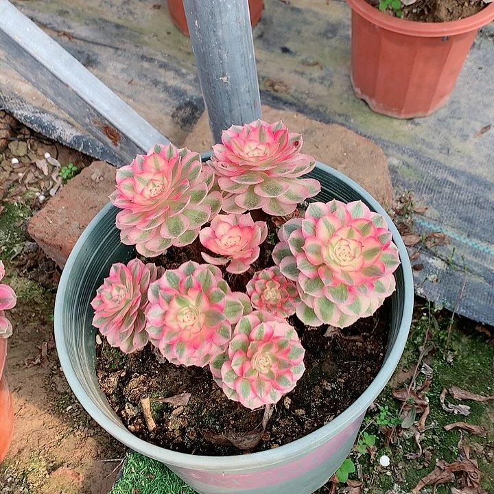 【闪购商品】樱**丸倾城，多肉