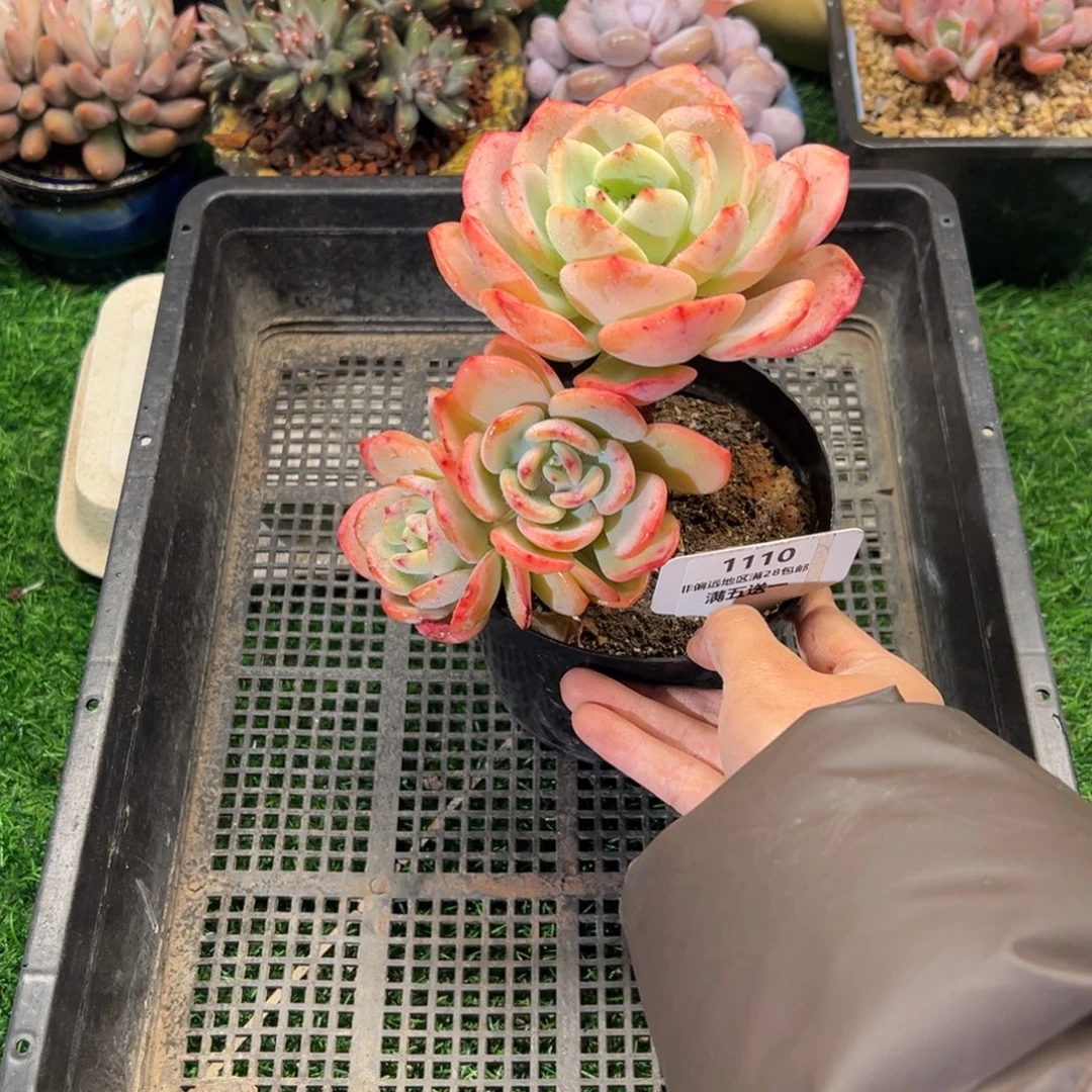 表妹精品多肉植物1110.