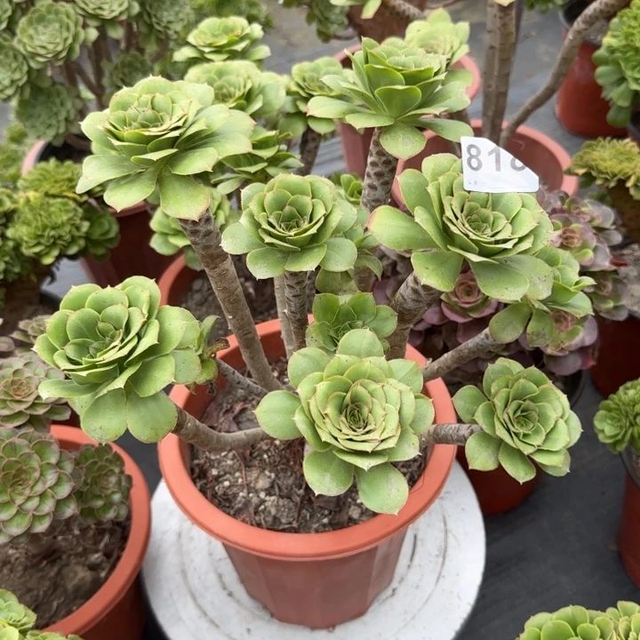 岁***香多肉植物提取技术818