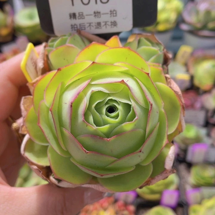 粉红舞鞋玫瑰多肉一物一拍015