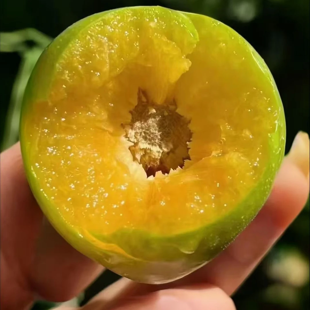 正宗巫山脆李脱骨空心李新鲜水果酸甜多汁顺丰包邮