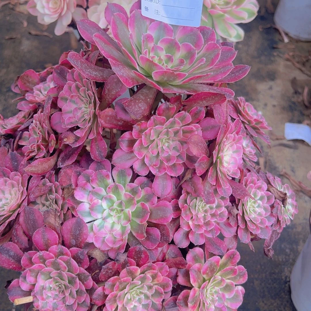 647，红铜白多肉植物法师