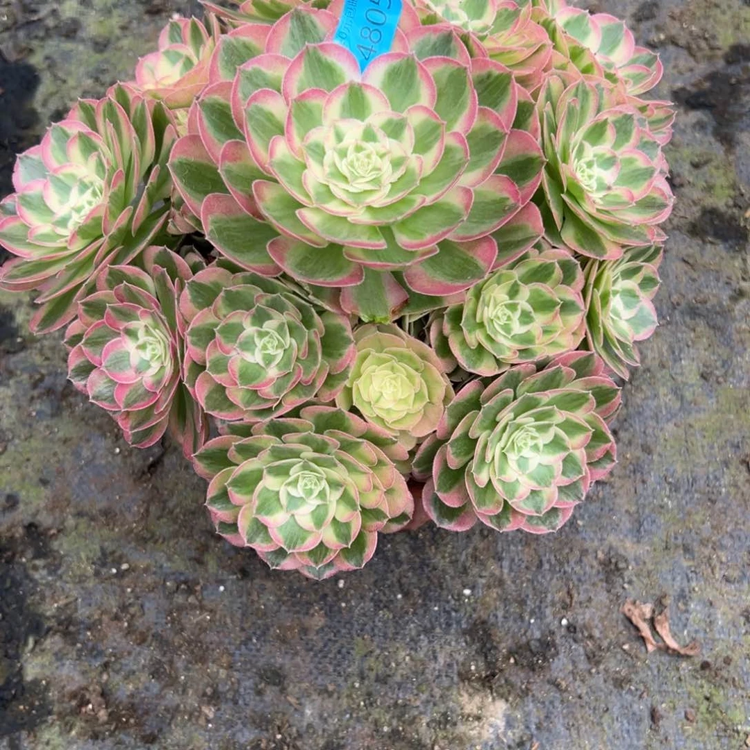 小*女4805玉姿多肉多肉多肉多肉