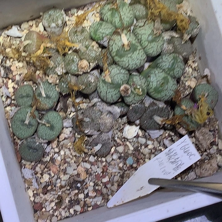 精品多肉植物精品多肉
