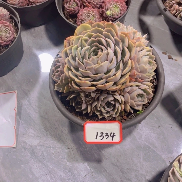 ❤️****1334菲欧娜多。肉