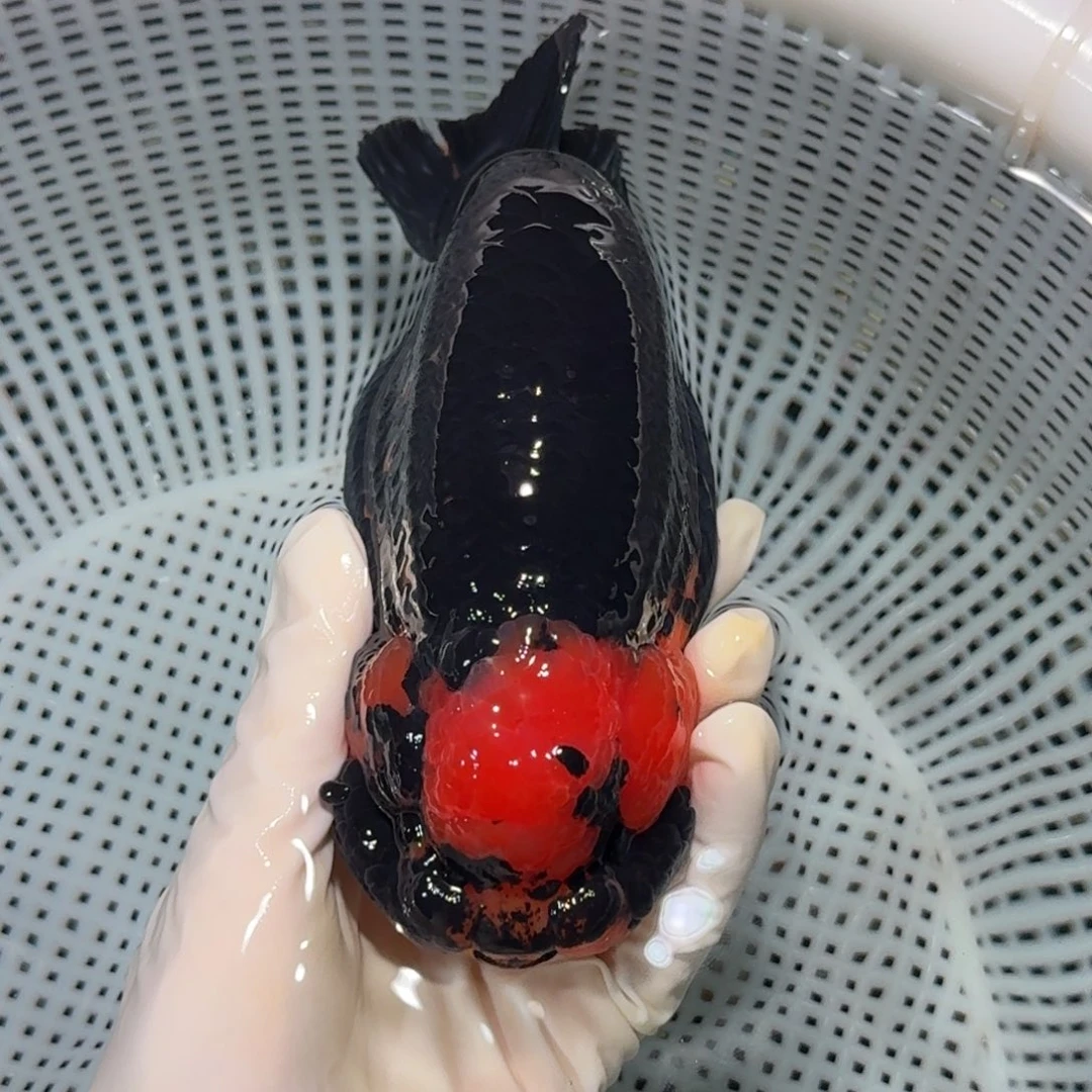 金鱼精品高货兰寿