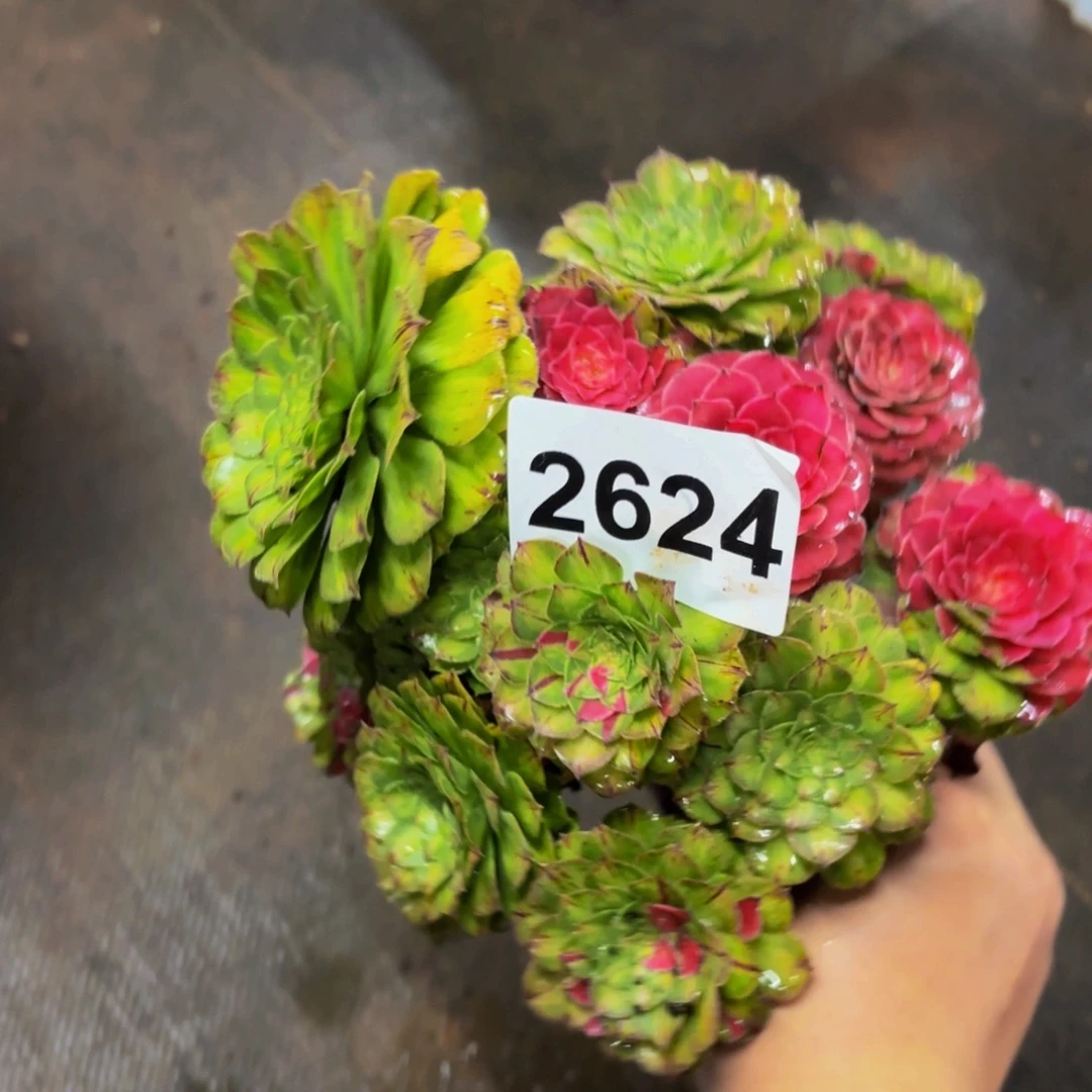 2624多肉植物知否