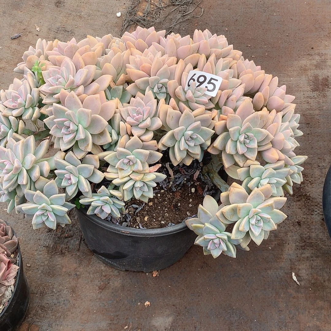 695淡雪缀 一物一拍多肉