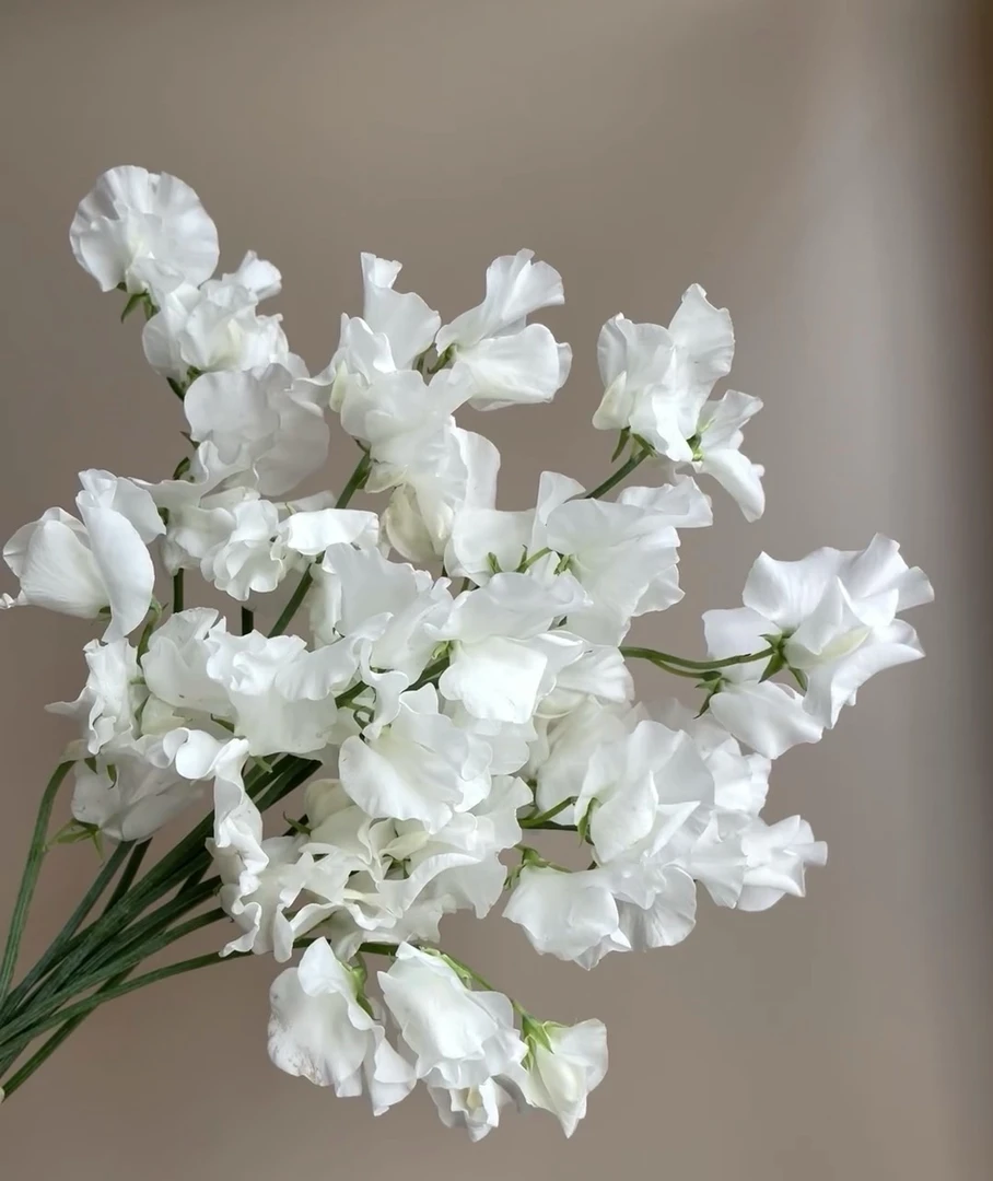 【源头一手价】白色豌豆花    云南鲜花  基地直发   水养   家养