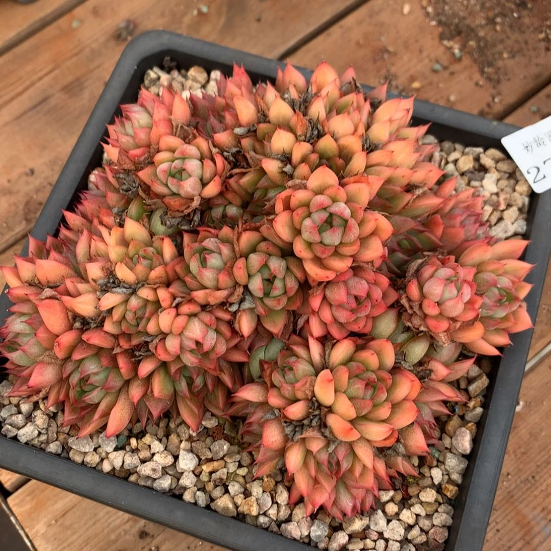 2704杂交精品基地16厘米