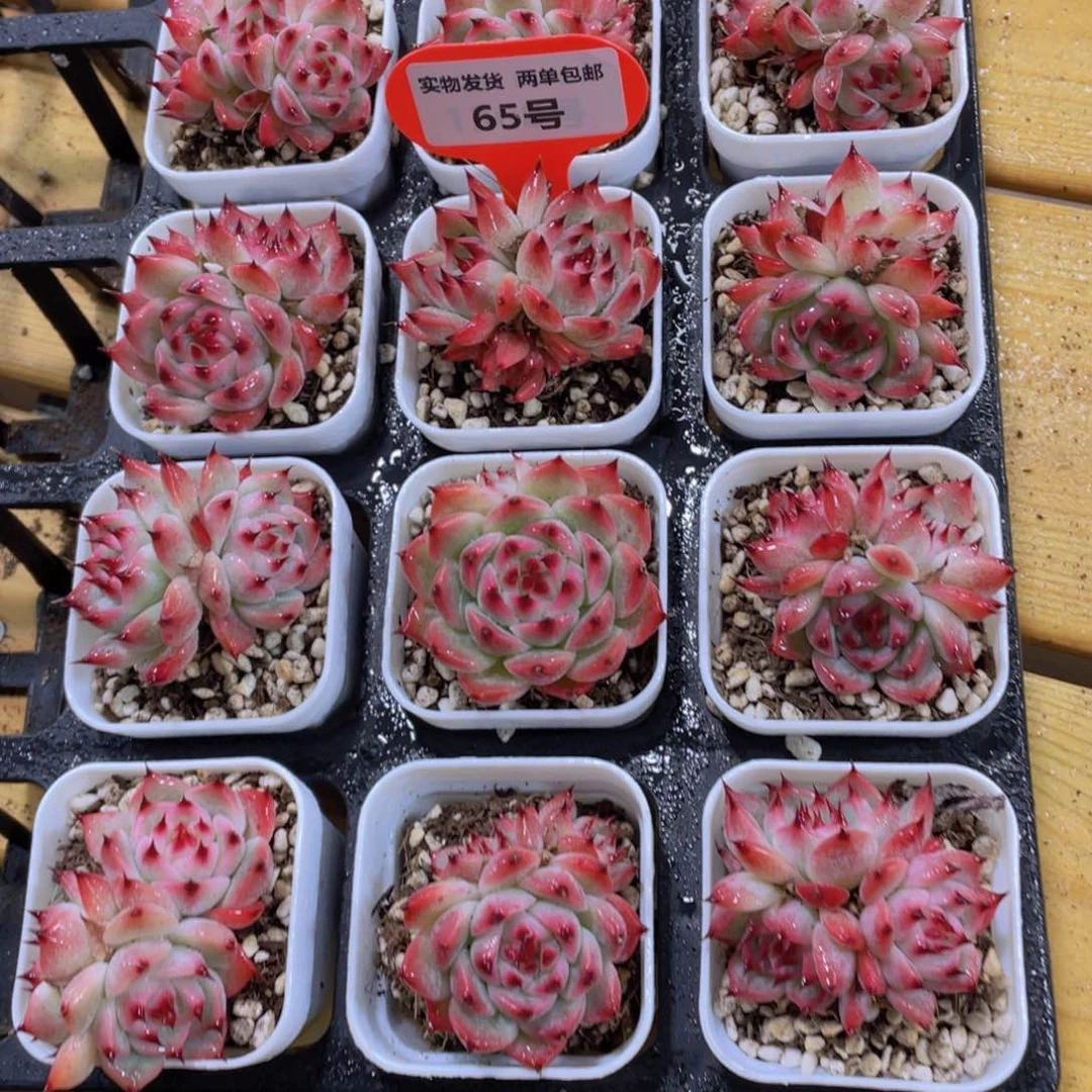 65号 睫毛水蜜桃吉娃娃2个