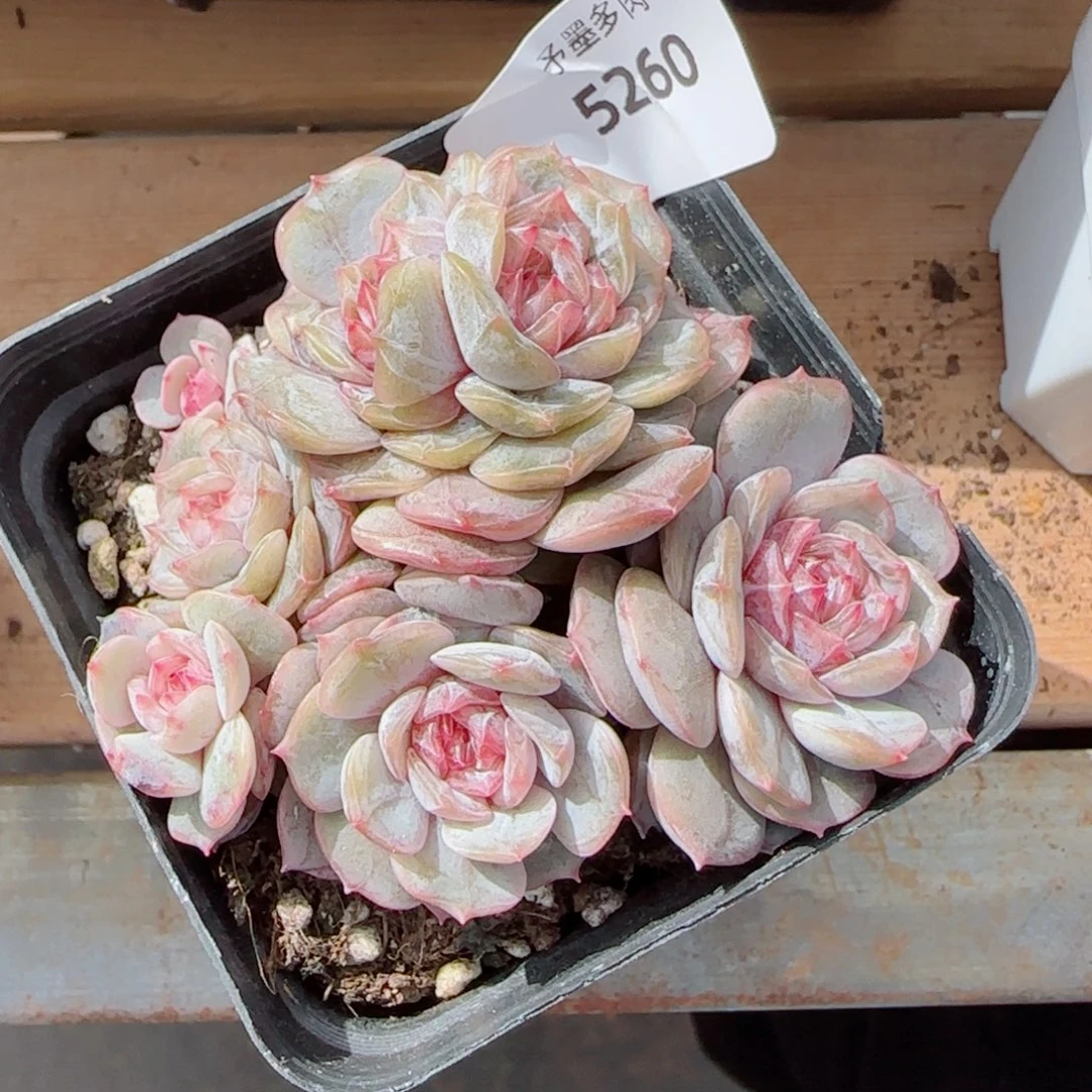 宫花群，5260多肉植物
