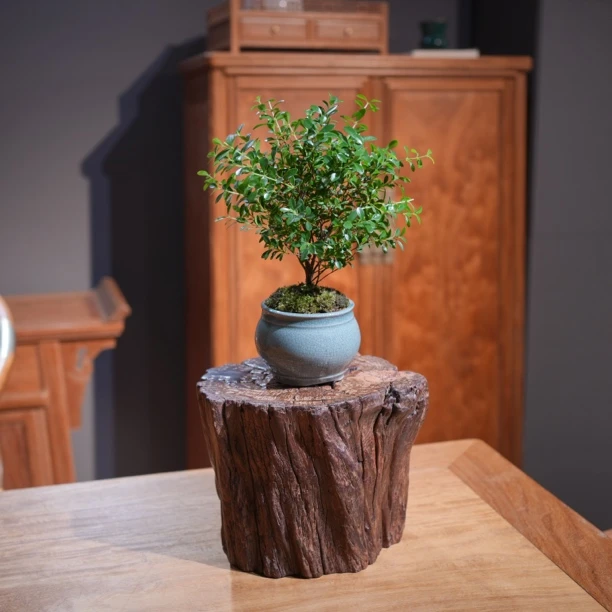 正宗缅甸酸枝随形树墩